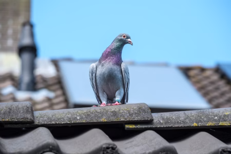 How pest services target pigeons and the outcomes
