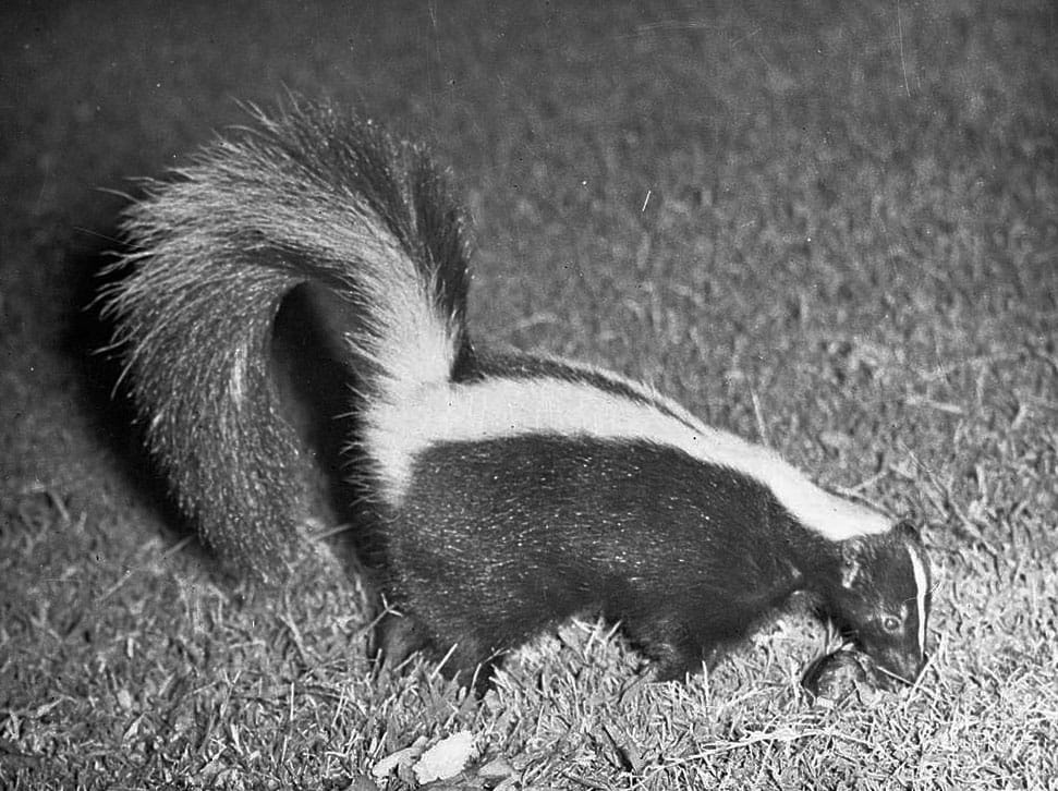 Calgary skunk pest control