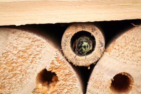 How pest control exterminates and identifies carpenter bees