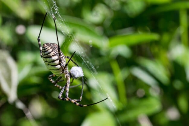 Can pest control get rid of spiders?