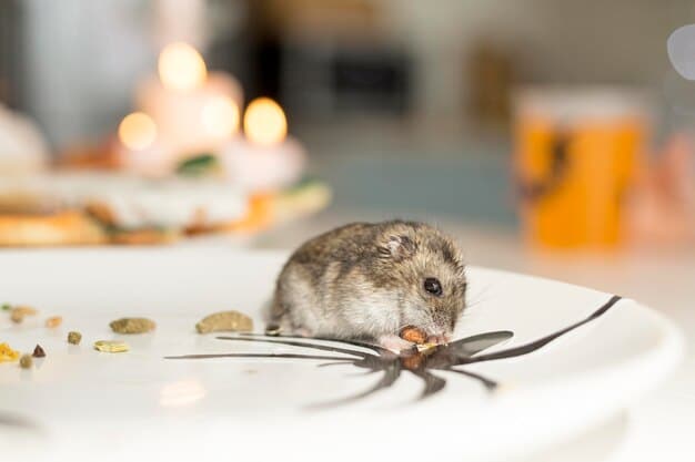 What Pest Control Services Typically Cover for Mice Infestations