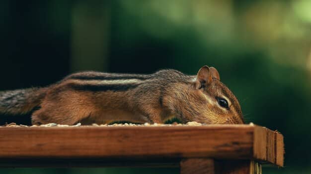 How much is pest control for squirrels?
