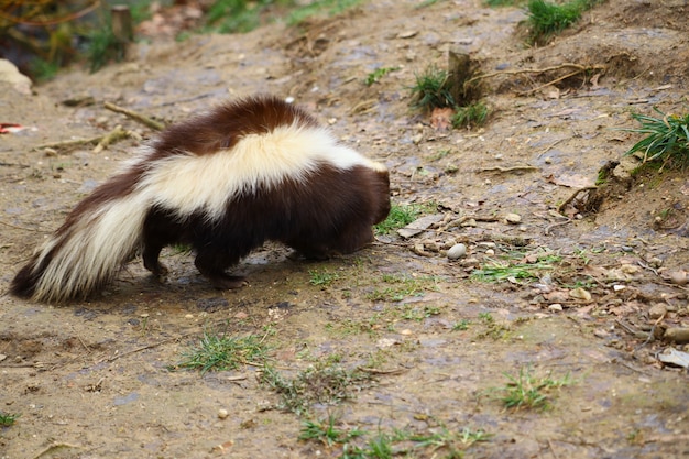 Signs That Skunks Are Nesting on Your Property