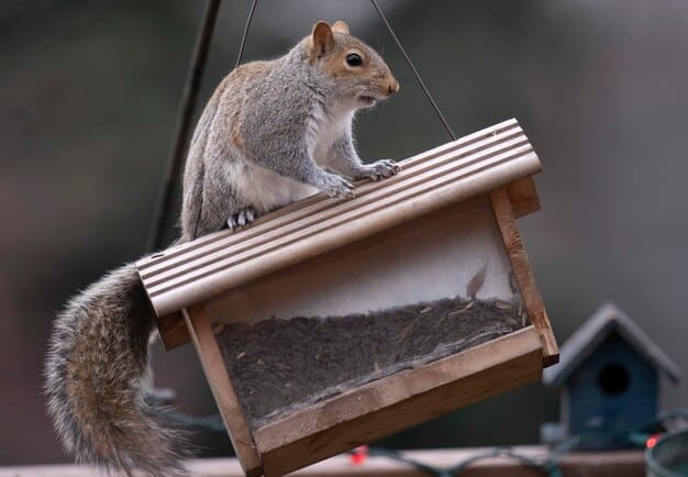 Typical price ranges for squirrel removal based on location and infestation size
