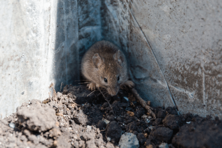 Can pest control use a spray for mice?