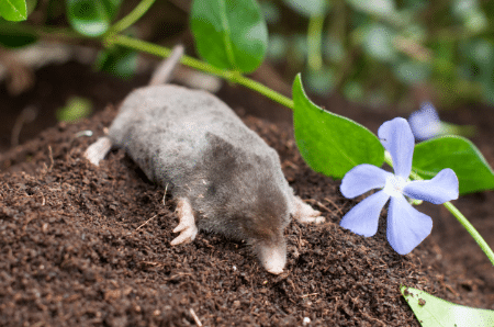 Professional methods to remove moles in lawn