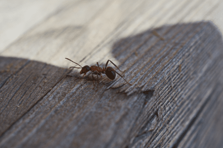 Why are there insects still found in home or business after pest control?